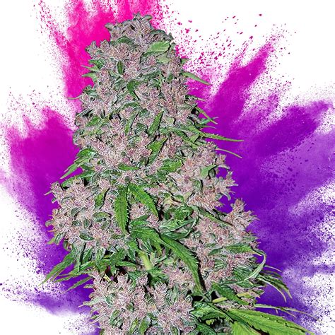 purple goyard strain|purple strains for marijuana.